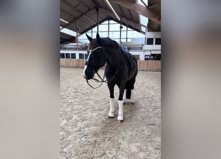 Westfaliano, Caballo castrado, 16 años, 171 cm, Negro