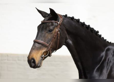 Westfaliano, Caballo castrado, 16 años, 172 cm, Castaño