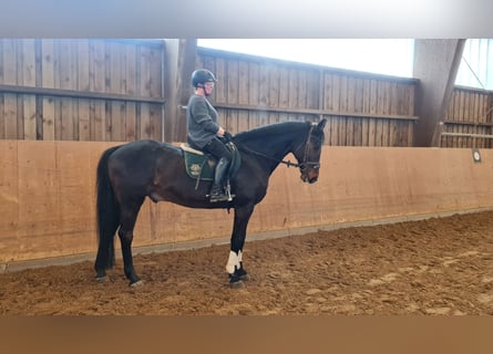 Westfaliano, Caballo castrado, 19 años, 169 cm, Castaño oscuro