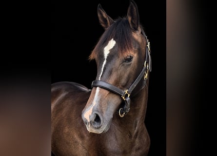 Westfaliano, Caballo castrado, 1 año, 168 cm, Tordo