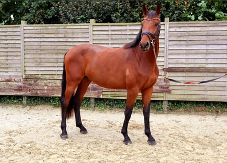 Westfaliano, Caballo castrado, 2 años, 166 cm, Castaño