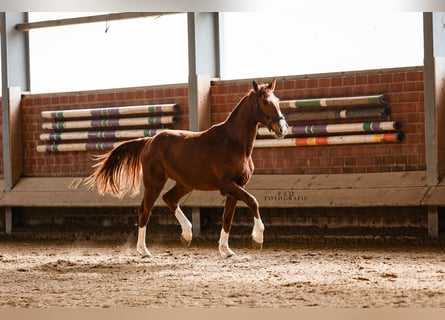 Westfaliano, Caballo castrado, 2 años, 170 cm, Alazán