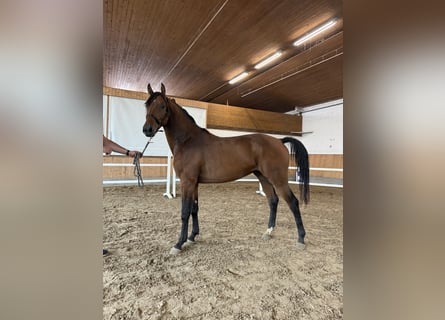 Westfaliano, Caballo castrado, 2 años, Castaño