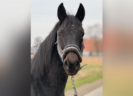 Westfaliano, Caballo castrado, 2 años, Morcillo