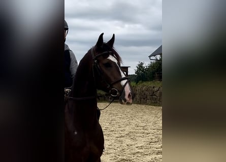 Westfaliano, Caballo castrado, 3 años, 157 cm, Castaño