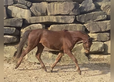 Westfaliano, Caballo castrado, 3 años, 160 cm, Alazán rojizo