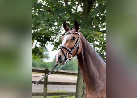 Westfaliano, Caballo castrado, 3 años, 160 cm, Castaño