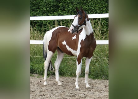 Westfaliano, Caballo castrado, 3 años, 160 cm, Pío