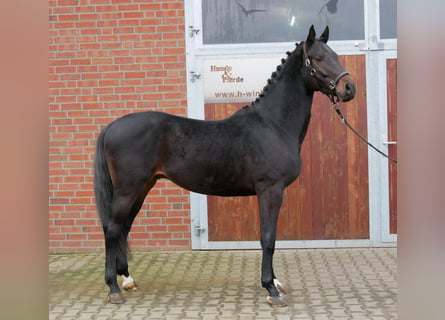 Westfaliano, Caballo castrado, 3 años, 162 cm, Castaño