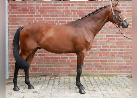 Westfaliano, Caballo castrado, 3 años, 164 cm, Castaño