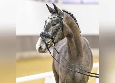 Westfaliano, Caballo castrado, 3 años, 164 cm, Tordo