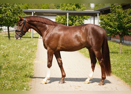 Westfaliano, Caballo castrado, 3 años, 165 cm, Alazán-tostado