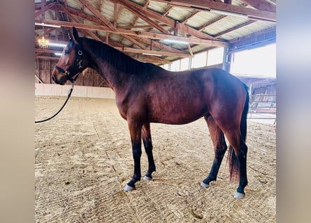 Westfaliano, Caballo castrado, 3 años, 165 cm, Castaño