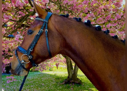 Westfaliano, Caballo castrado, 3 años, 167 cm