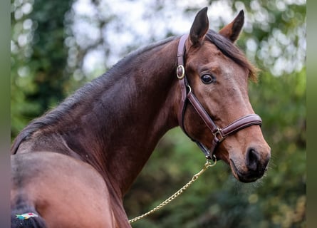 Westfaliano, Caballo castrado, 3 años, 167 cm, Castaño