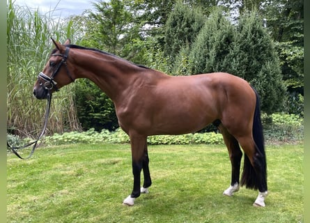 Westfaliano, Caballo castrado, 3 años, 167 cm, Castaño