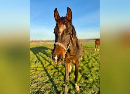 Westfaliano, Caballo castrado, 3 años, 167 cm, Castaño