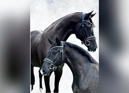 Westfaliano, Caballo castrado, 3 años, 167 cm, Negro