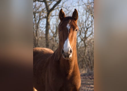 Westfaliano, Caballo castrado, 3 años, 168 cm, Alazán