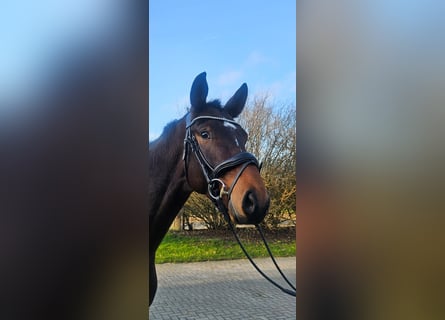Westfaliano, Caballo castrado, 3 años, 168 cm, Castaño oscuro