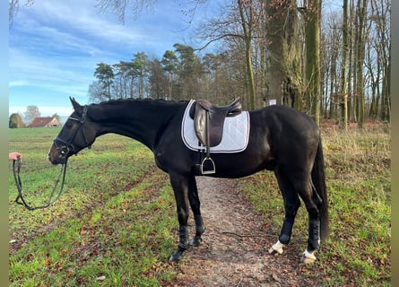 Westfaliano, Caballo castrado, 3 años, 168 cm, Castaño oscuro