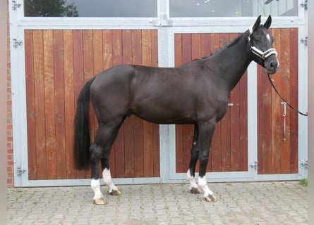 Westfaliano, Caballo castrado, 3 años, 168 cm, Negro