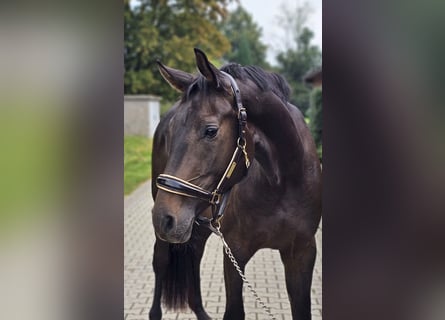 Westfaliano, Caballo castrado, 3 años, 169 cm, Castaño