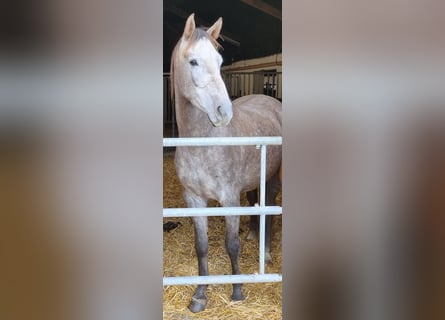 Westfaliano, Caballo castrado, 3 años, 169 cm, Tordo