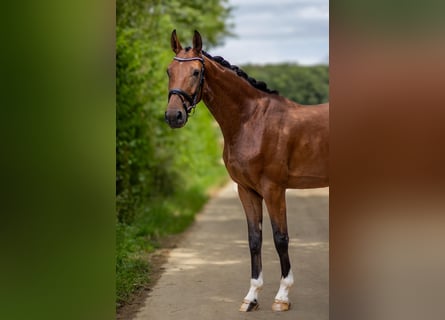 Westfaliano, Caballo castrado, 3 años, 170 cm, Castaño