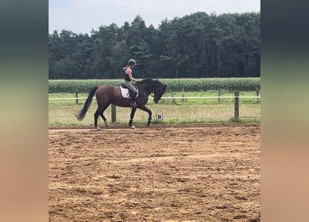 Westfaliano, Caballo castrado, 3 años, 170 cm, Castaño