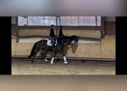 Westfaliano, Caballo castrado, 3 años, 170 cm, Castaño oscuro