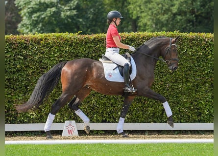 Westfaliano, Caballo castrado, 3 años, 170 cm, Morcillo