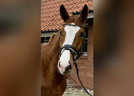 Westfaliano, Caballo castrado, 3 años, 171 cm
