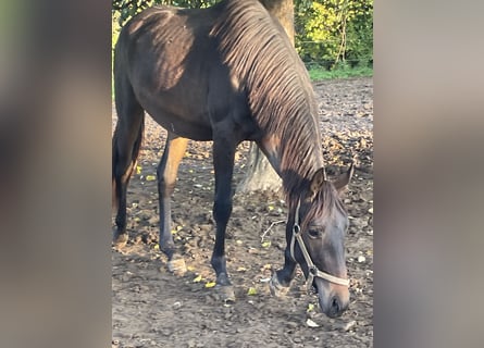Westfaliano, Caballo castrado, 3 años, 172 cm, Castaño oscuro