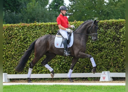 Westfaliano, Caballo castrado, 3 años, 172 cm, Negro