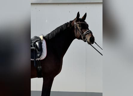 Westfaliano, Caballo castrado, 3 años, 174 cm, Castaño oscuro