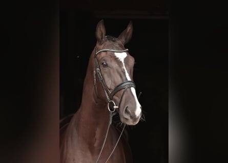 Westfaliano, Caballo castrado, 3 años, 178 cm, Morcillo