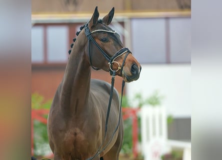 Westfaliano, Caballo castrado, 3 años, Castaño