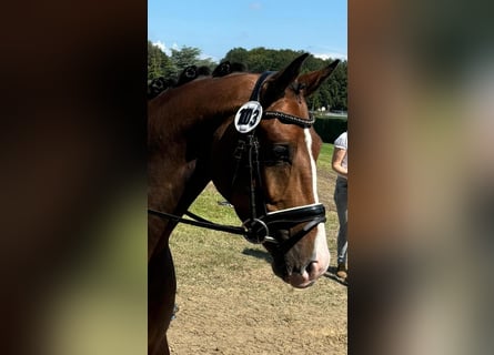 Westfaliano, Caballo castrado, 3 años, Castaño