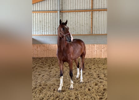 Westfaliano, Caballo castrado, 3 años, Castaño