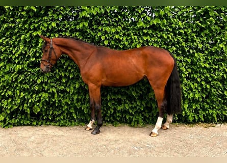 Westfaliano, Caballo castrado, 3 años, Castaño