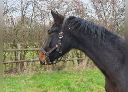 Westfaliano, Caballo castrado, 3 años, Castaño oscuro