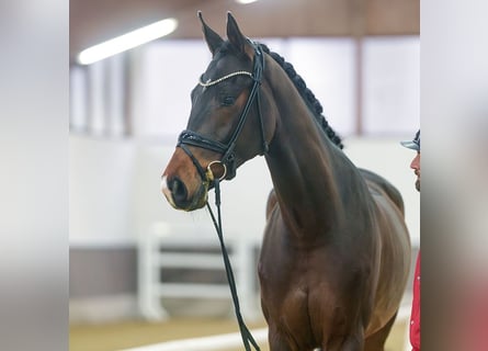 Westfaliano, Caballo castrado, 3 años, Castaño oscuro