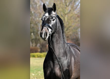 Westfaliano, Caballo castrado, 4 años, 159 cm, Tordillo negro