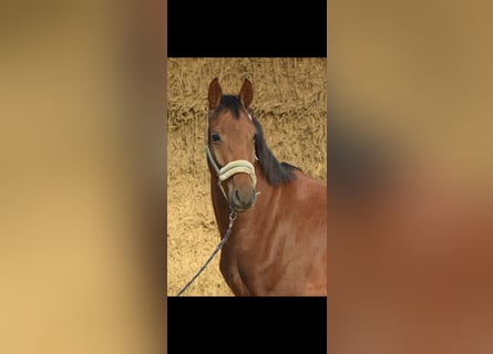 Westfaliano, Caballo castrado, 4 años, 160 cm, Alazán rojizo