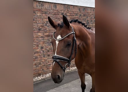 Westfaliano, Caballo castrado, 4 años, 162 cm, Castaño