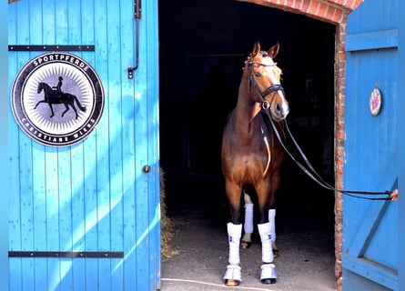 Westfaliano, Caballo castrado, 4 años, 162 cm, Castaño claro