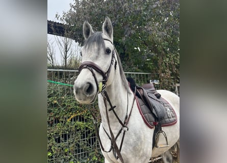 Westfaliano, Caballo castrado, 4 años, 162 cm, Tordo rodado