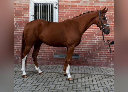Westfaliano, Caballo castrado, 4 años, 163 cm, Alazán