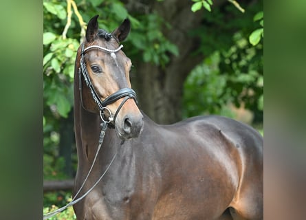 Westfaliano, Caballo castrado, 4 años, 163 cm, Castaño oscuro